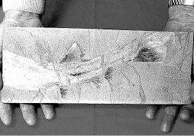 MONGOLIA_SHARK_FOSSIL