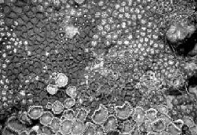 eureka medicamentos marinos