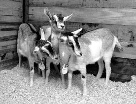 SCIENCE_GOATS
