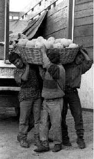 zongolica-seores-melones