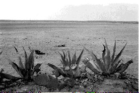 magueyes-sin agua-jpg
