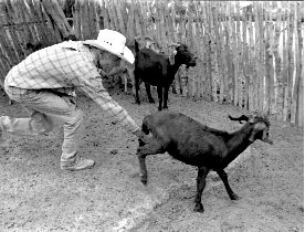 seor-agarra-chivos-jpg