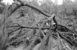 necesidad economica antiecologica