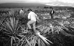 cultivo de buen y sabroso chupe