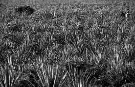 tequila-agave-campesino