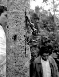 acteal-arbol-chiapas-jpg