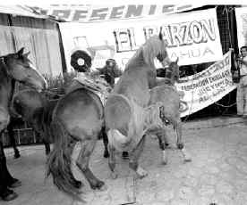 barzon-caballos-sagar-jpg