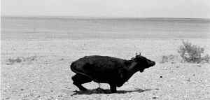 sequia-durango-2-jpg