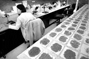 Ťpremio-alimentos-maiz-jpg