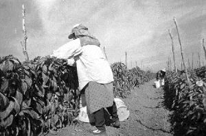 Ťcampesinos-sinaloa-3-jpg