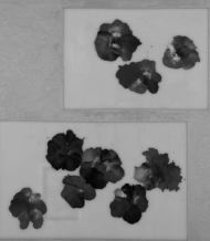 JosŤ Mara Sicilia 'sin titulo'