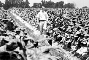 *eu-tabaco-campos-jpg