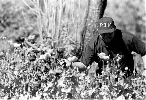 Ťamapola-pgr-drogas-gro-5-j