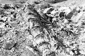 ARGENTINA_DINOSAURS_EZ1