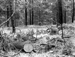 *tala-bosque-tlalpan-1