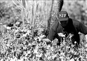 Ťamapola-pgr-drogas-gro-5-j