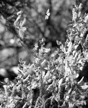 mexico_butterflies_(1)