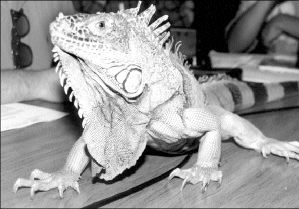 IGUANA3