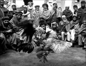 afghan_cockfight_v30ur
