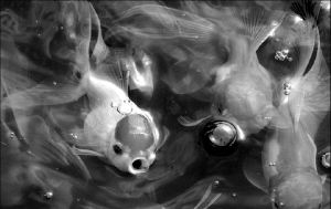 peces