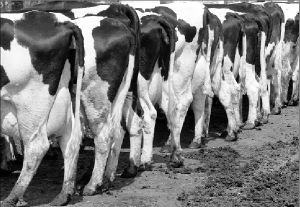 vacas-comarca-2