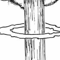 Ahumada
