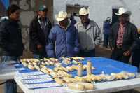 Productores tarahumaras muestran diferentes especies de maíz nativo