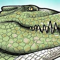 Mostrar el cartón